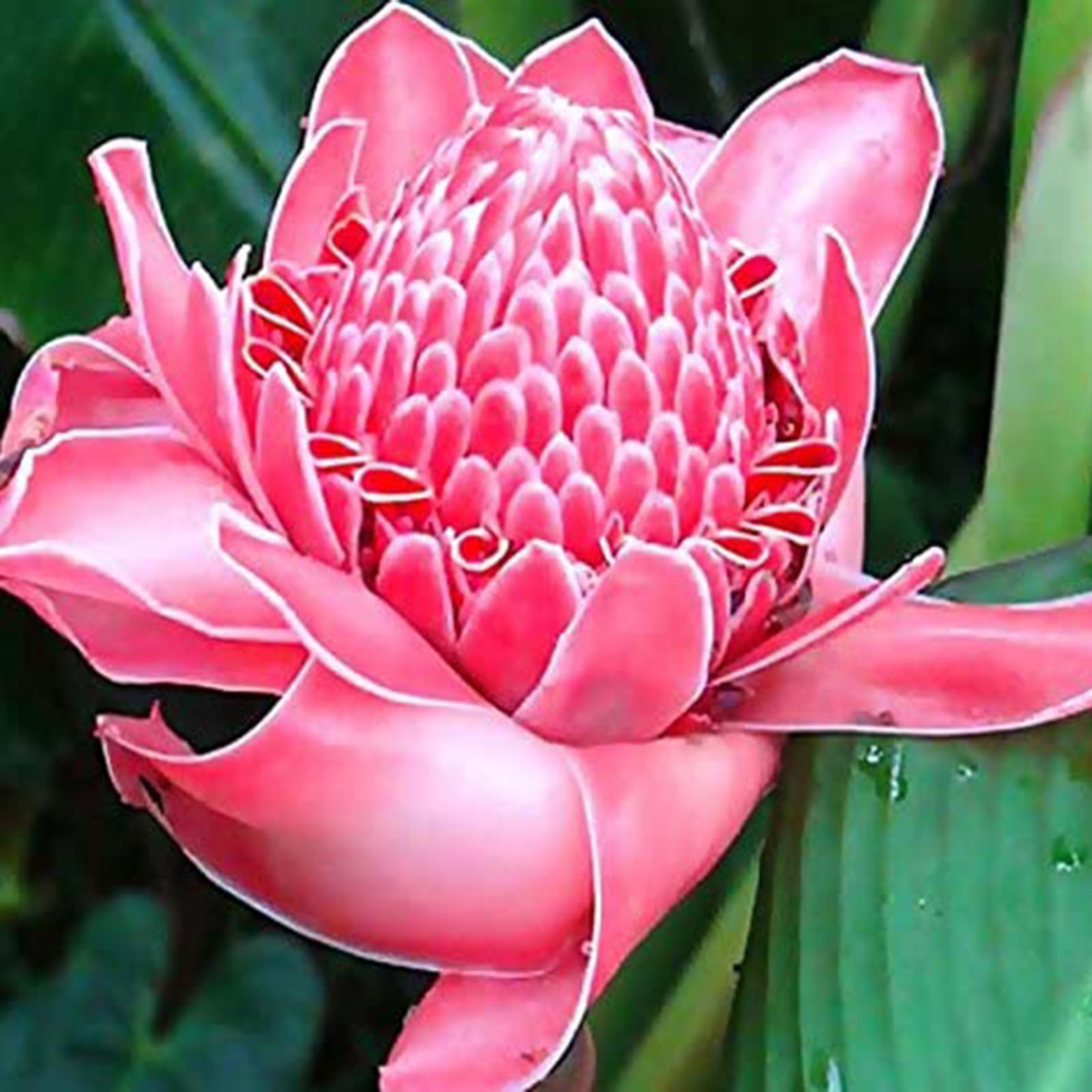 Semi Di Zenzero - 100 Pezzi Per Coltivare Spezie Fresche In Giardino O Balcone - Foto 10