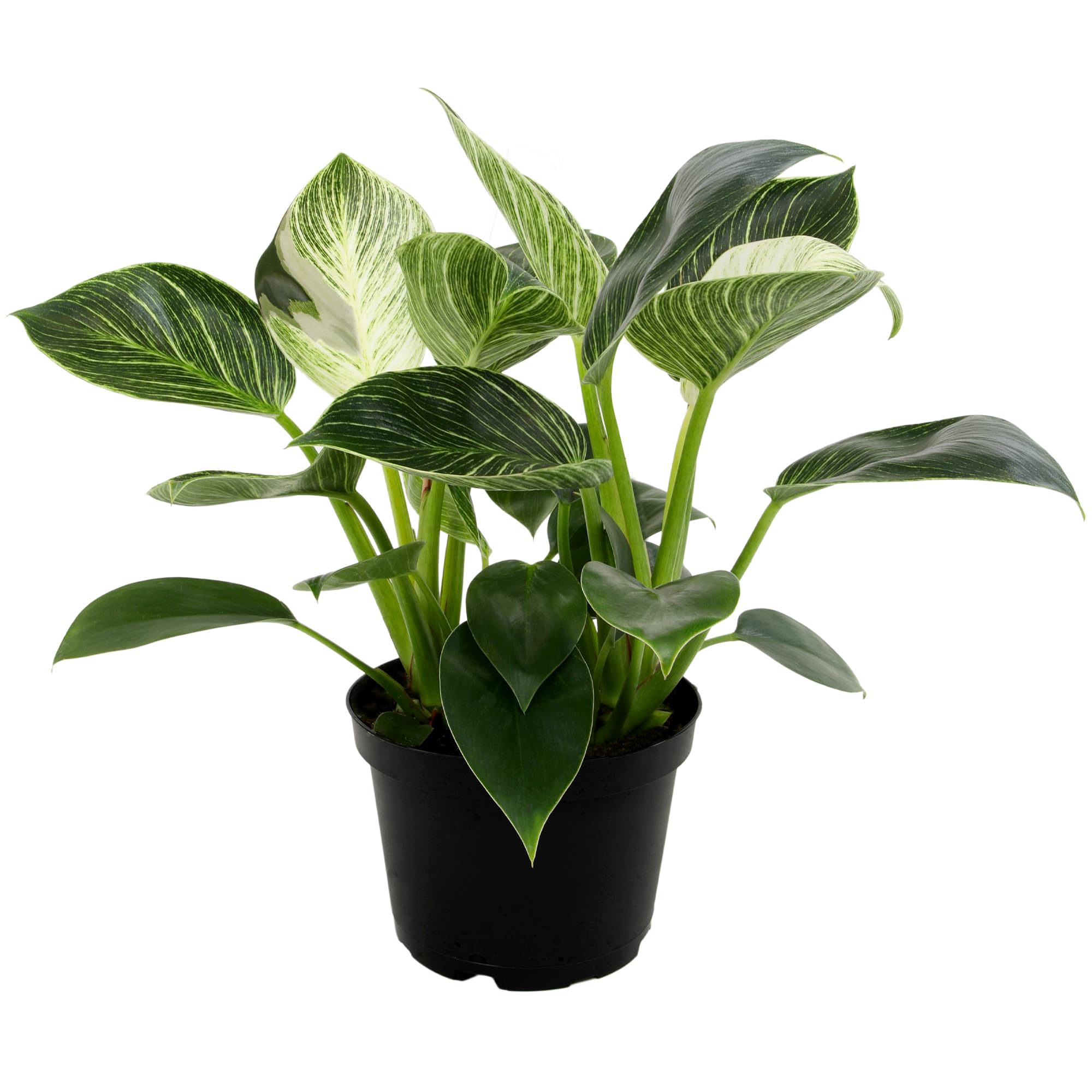 Philodendron Birkin