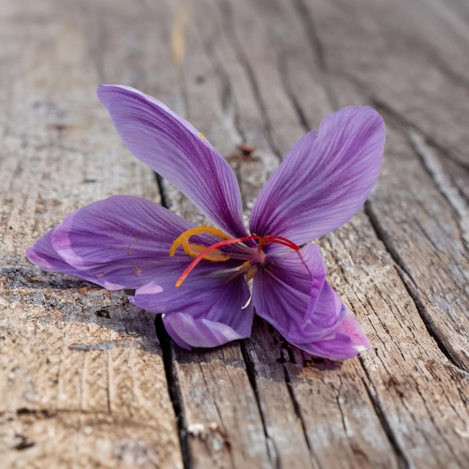 Bulbi di Zafferano | Crocus sativus | Circonferenza 10/+ cm (circa 3 cm di diametro) - 3/5 fiori già dal primo anno - PREVENDITA VANTAGGIOSA - CONSEGNA IN AGOSTO 2026 (50)