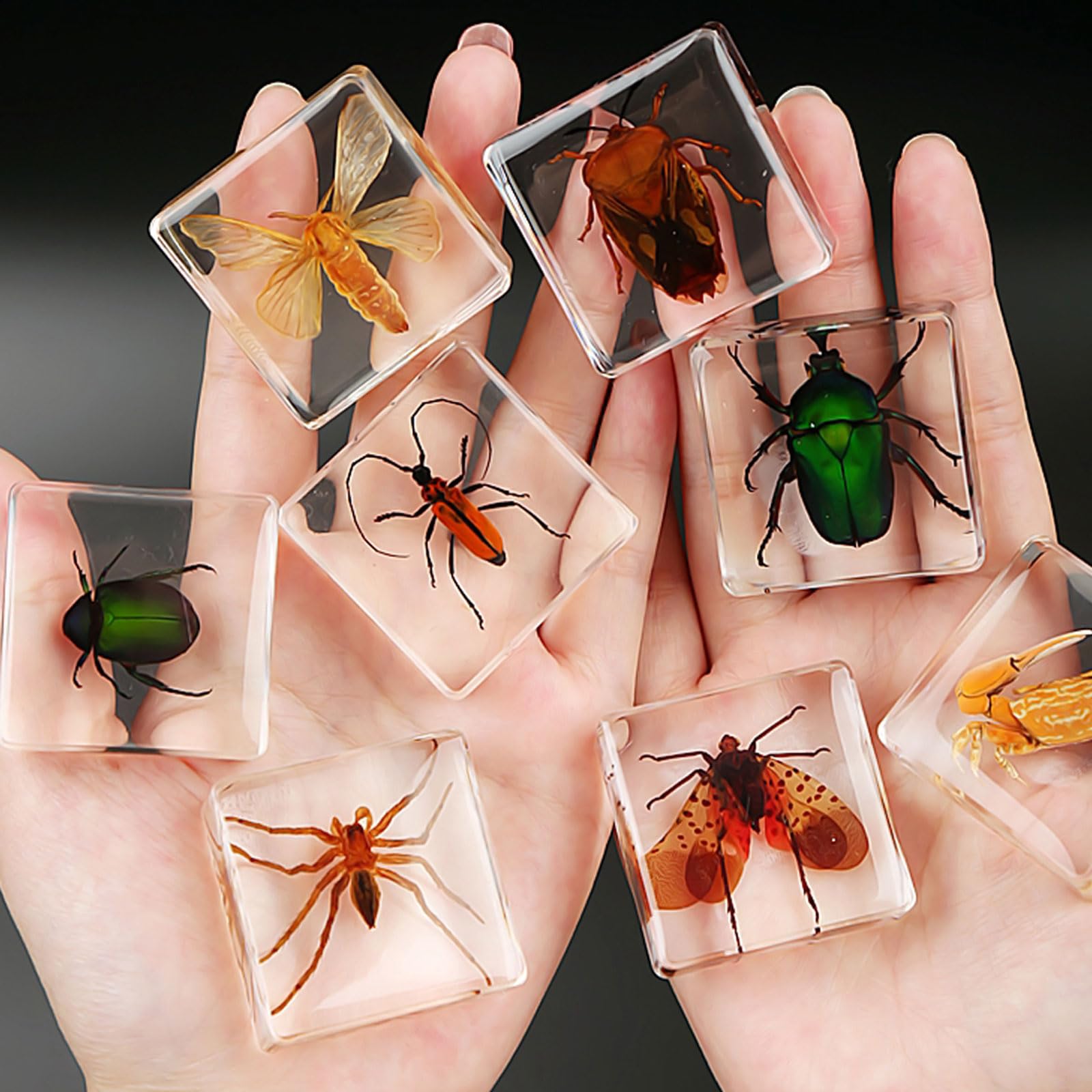 Amazon.co.jp: 本物の昆虫標本、絶妙な動物標本ギフトセット、昆虫