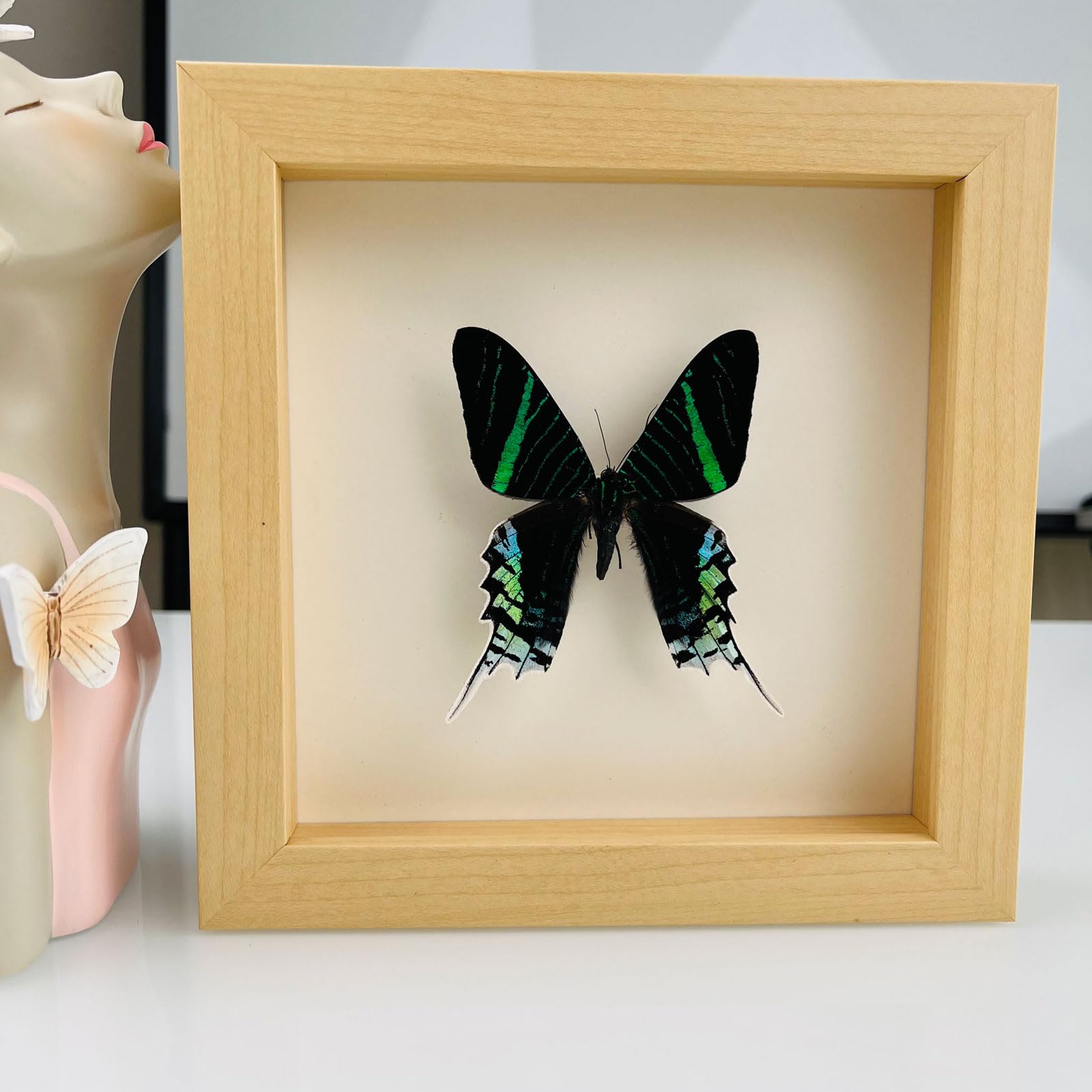 Taxidermy Mounted In Frame,Exquisite Butterflies Insect Specimen,Collection Of Butterfly,Unique Home Decor Wall Decoration Gift For Christmas Valentine Birthday,Real Butterfly Specimens17.6*17.6cm