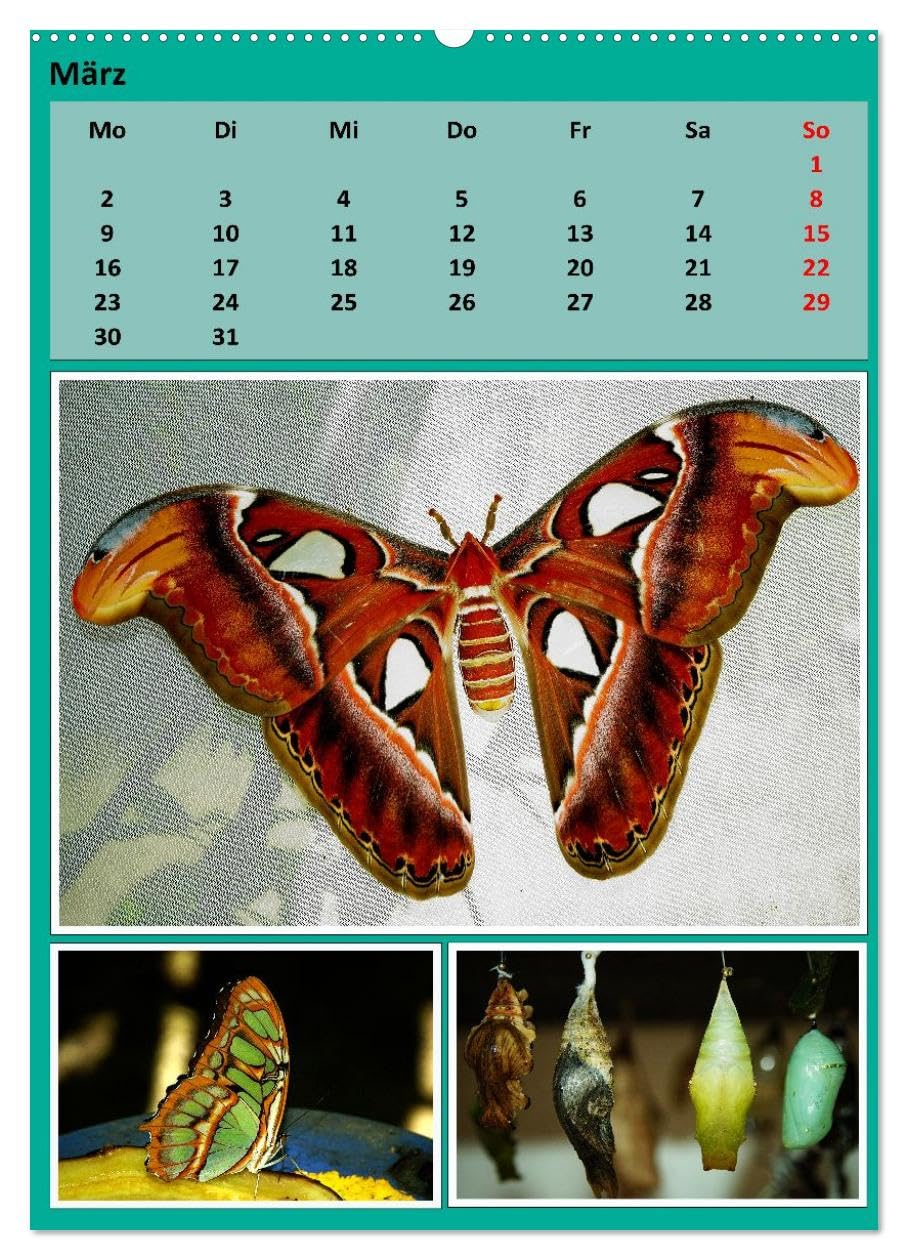 Karibik - Eindrücke einer Kreuzfahrt (hochwertiger Premium Wandkalender 2026 DIN A2 hoch), Kunstdruck in Hochglanz: Zwei Wochen mit einem Top-Schiff durch die Karibik (CALVENDO Orte)