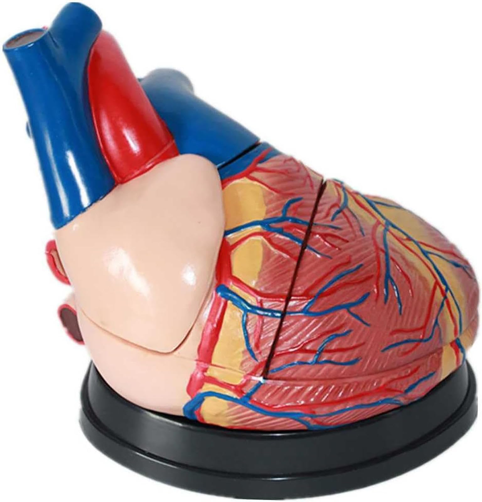 Modèle de cœur anatomique pour démonstration d'enseignement médical en PVC