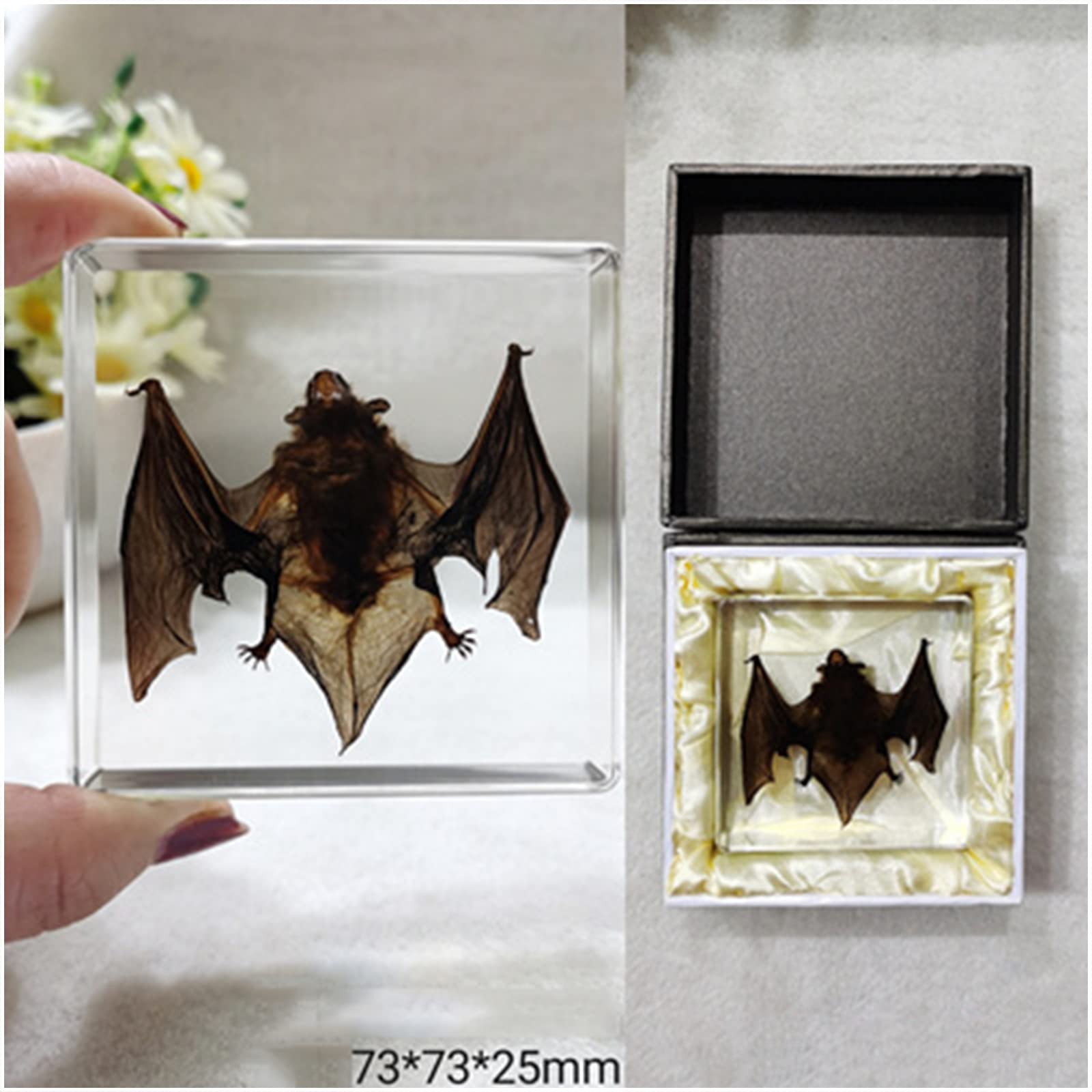 Giocattolo didattico da collezione biologico educativo da collezione biologico educativo del laboratorio del campione del campione del pipistrello del modello dell'esemplare del bat (A)