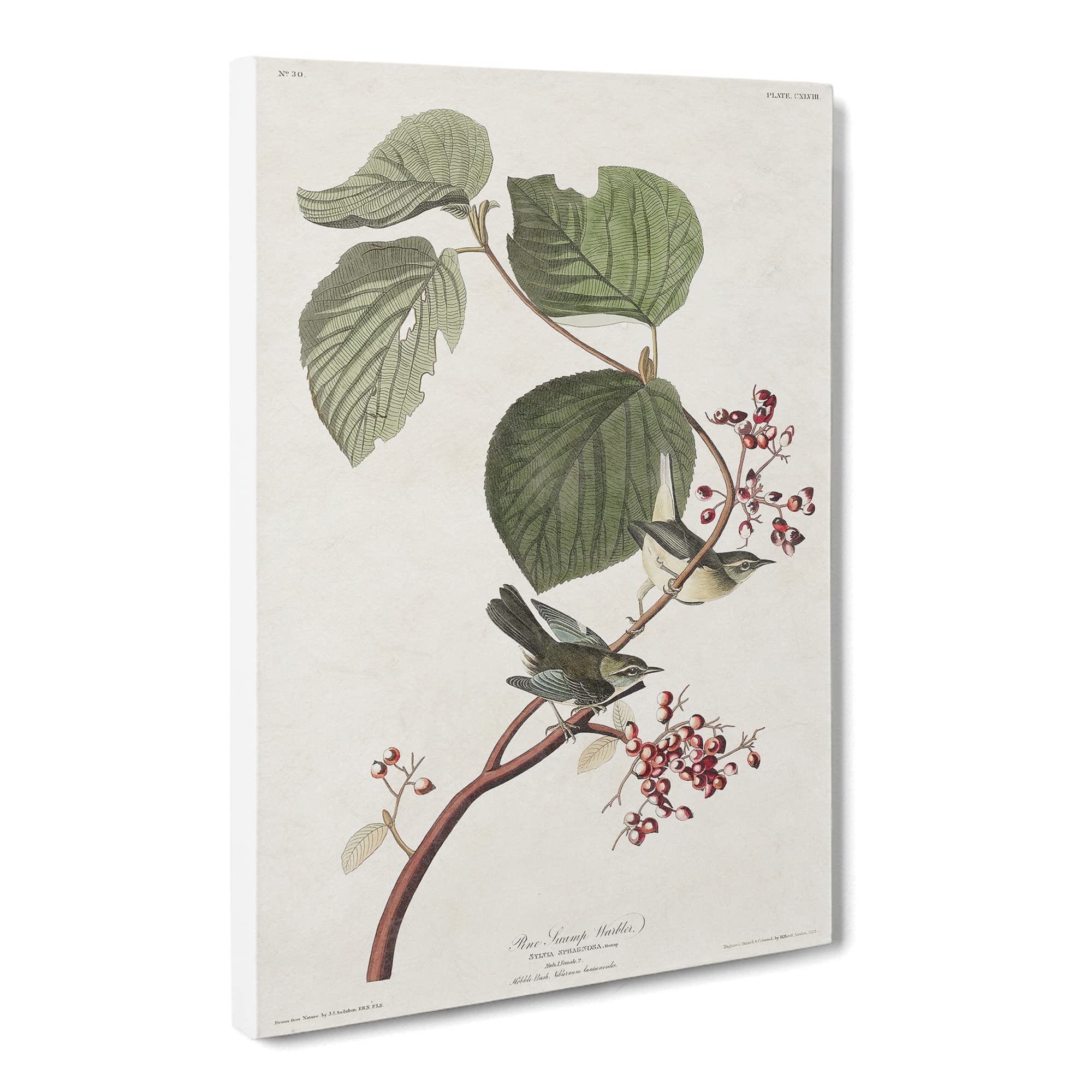 Pine Swamp Warbler By John James Audubon Canvas Print, Mixed, 25L x 50W cm