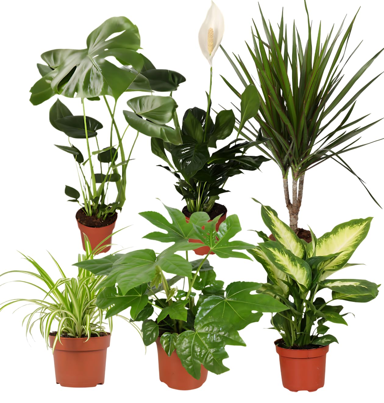“Luftreiniger” Pflanzenset | 6er-Set | Monstera, Spathiphyllum, Dracaena, Dieffenbachia, Grünlilie, Fatsia | ca. 40-70 cm | Ø 12-15 cm Topf | Pflegeleichte Zimmerpflanzen für Wohnung und Büro
