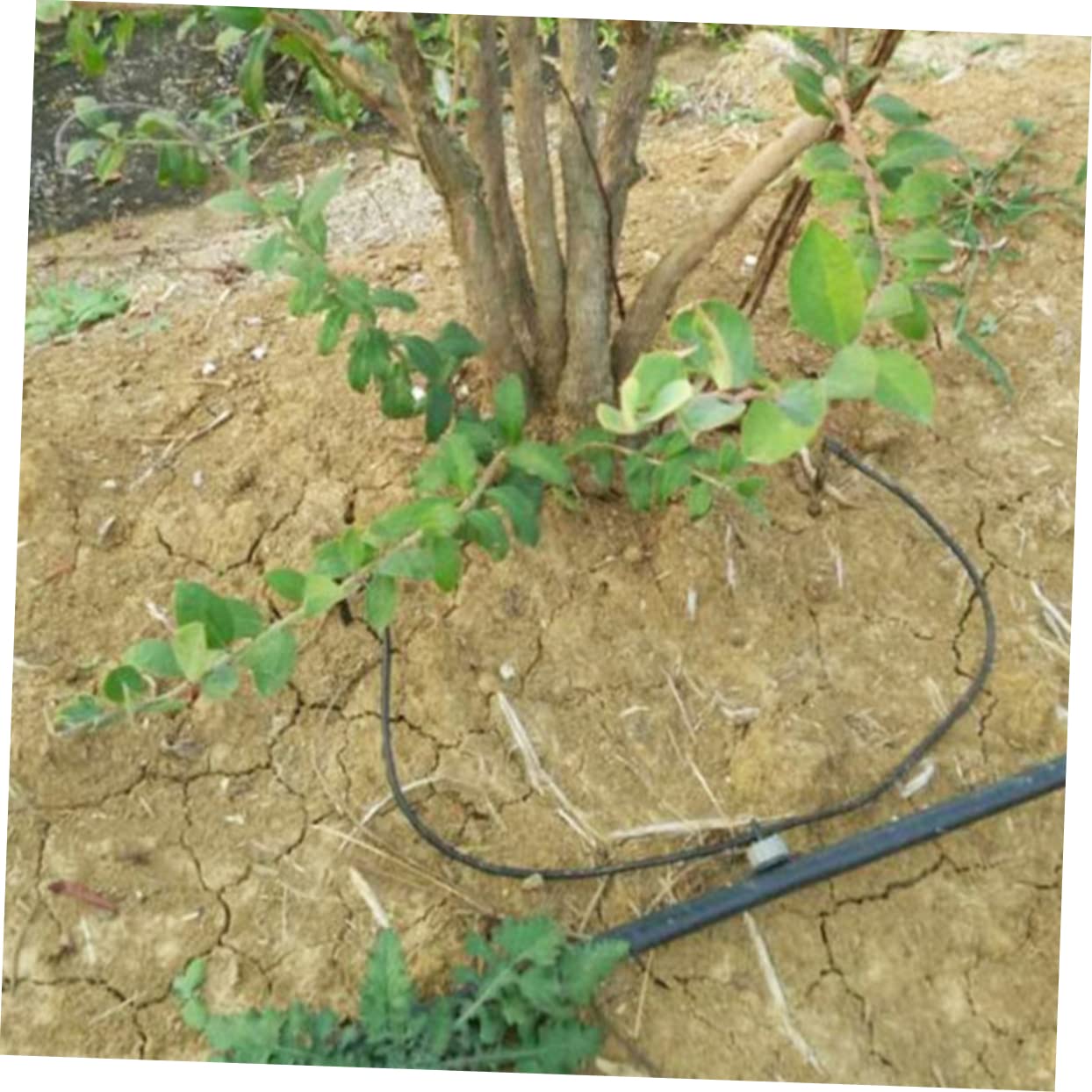 IWOWHERO 50Pcs Pressure Compensated Drip Irrigation for Micro Irrigation Water Saving Water Droppers for Garden Lawn and Potting Random Color