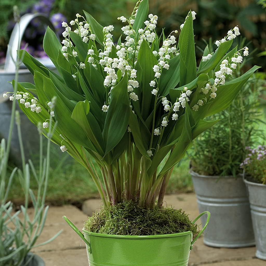 Van Zyverden Patio Lily of The Valley - with Green Metal Planter & Growers Pot, White