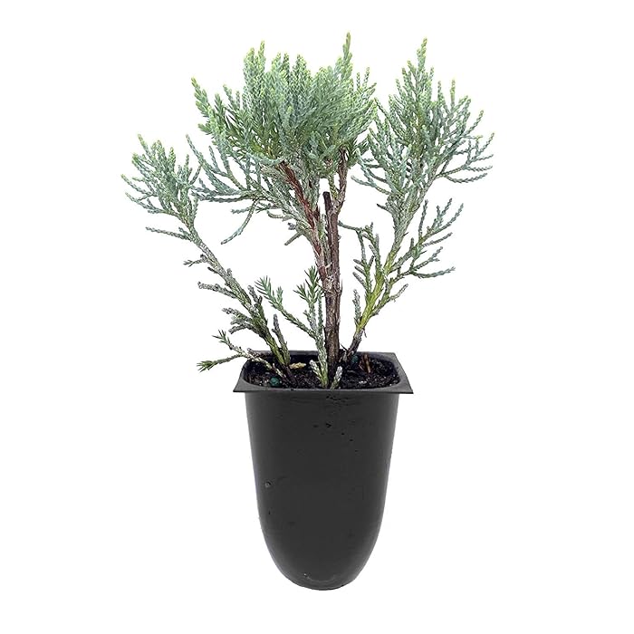 Buy Blue Pfitzer Juniper 10 Live Plants Juniperus Chinensis