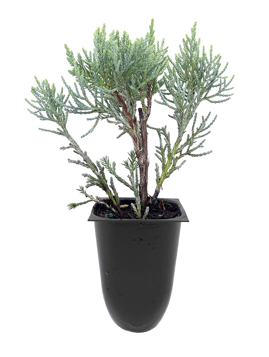 Buy Blue Pfitzer Juniper 3 Live s Juniperus Chinensis Drought
