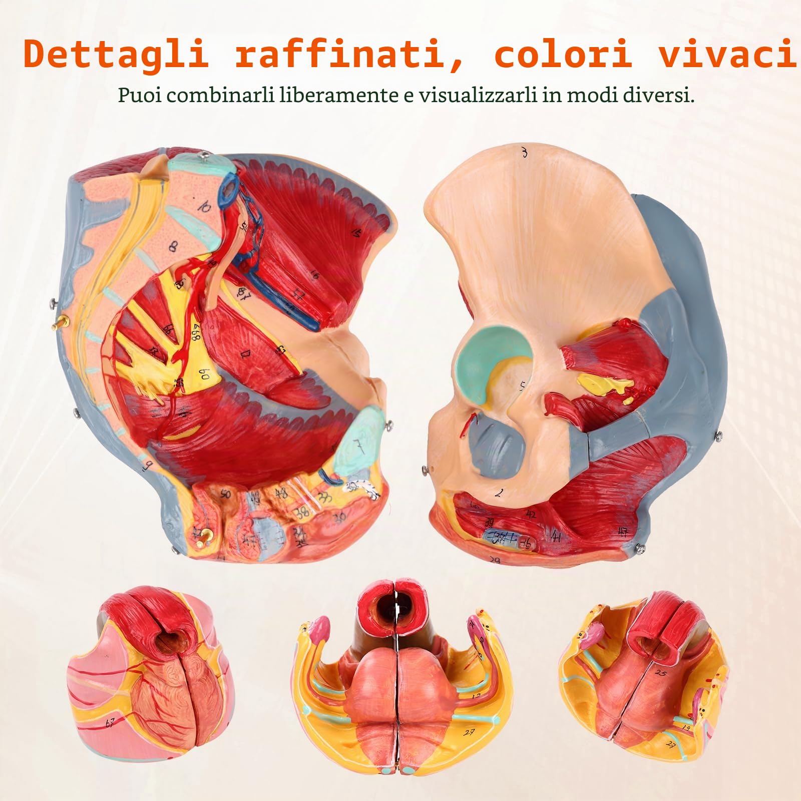 Modello Pelvico Femminile Modello di Bacino Anatomico Con Muscoli Del Pavimento Pelvico, Vasi, Nervi E Apparato Riproduttivo, Per Lo Studio E L'Insegnamento Della Scienza Medica