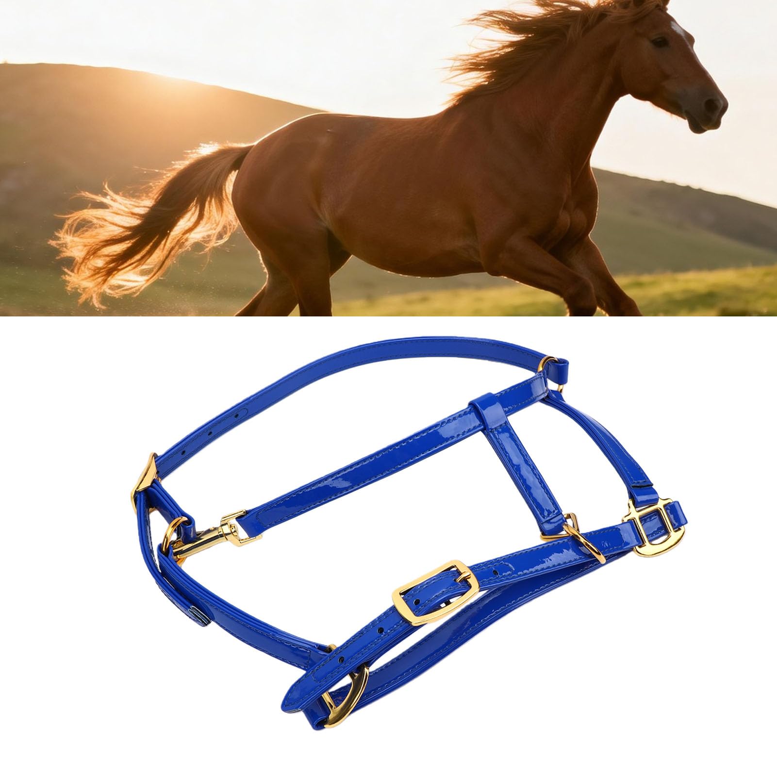 SIXRUN Briglia per Cavallo Testiera in Pelle Smaltata a Doppio Strato da 20 Mm con Fibbie Color Oro Resistente agli Odori Puntina Facile da Pulire per Allenamento Spettacoli di Equitazione