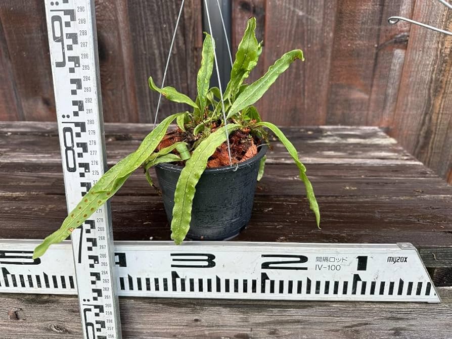 蟻植物　レカノプテリス　シヌオサ　sinuosa 3.5号　吊り鉢 蟻植物 レカノプテリス シヌオサ sinuosa 3.5号 吊り鉢 - メルカリ