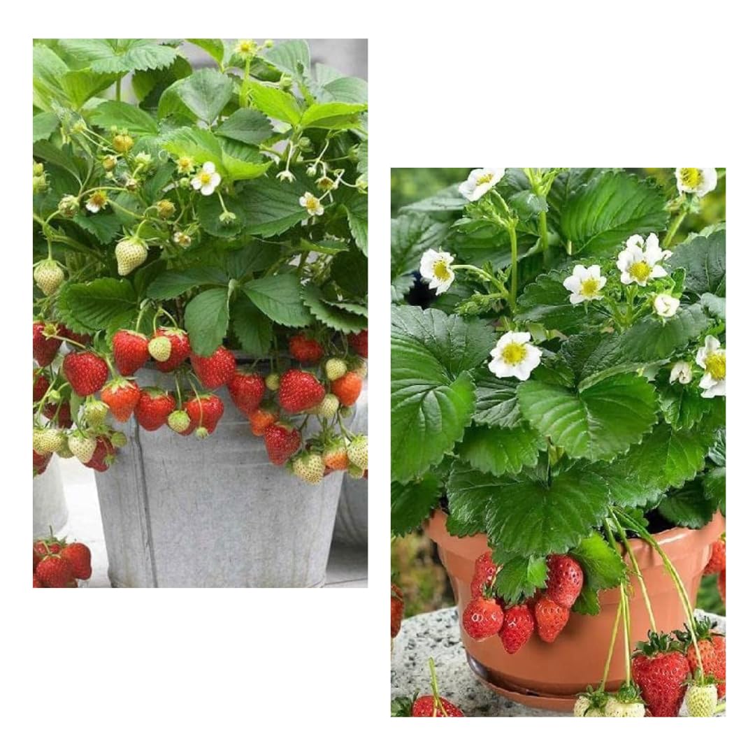 All-Time 12 Months Red Mahabaleshwar Hybrid Strawberry Live Plant Combo Pack - Set of 2 in Grow Bags | Year-Round Fresh Strawberries for Home Gardens (B0DDQHVLB5) Amazon Price History, Amazon Price Tracker
