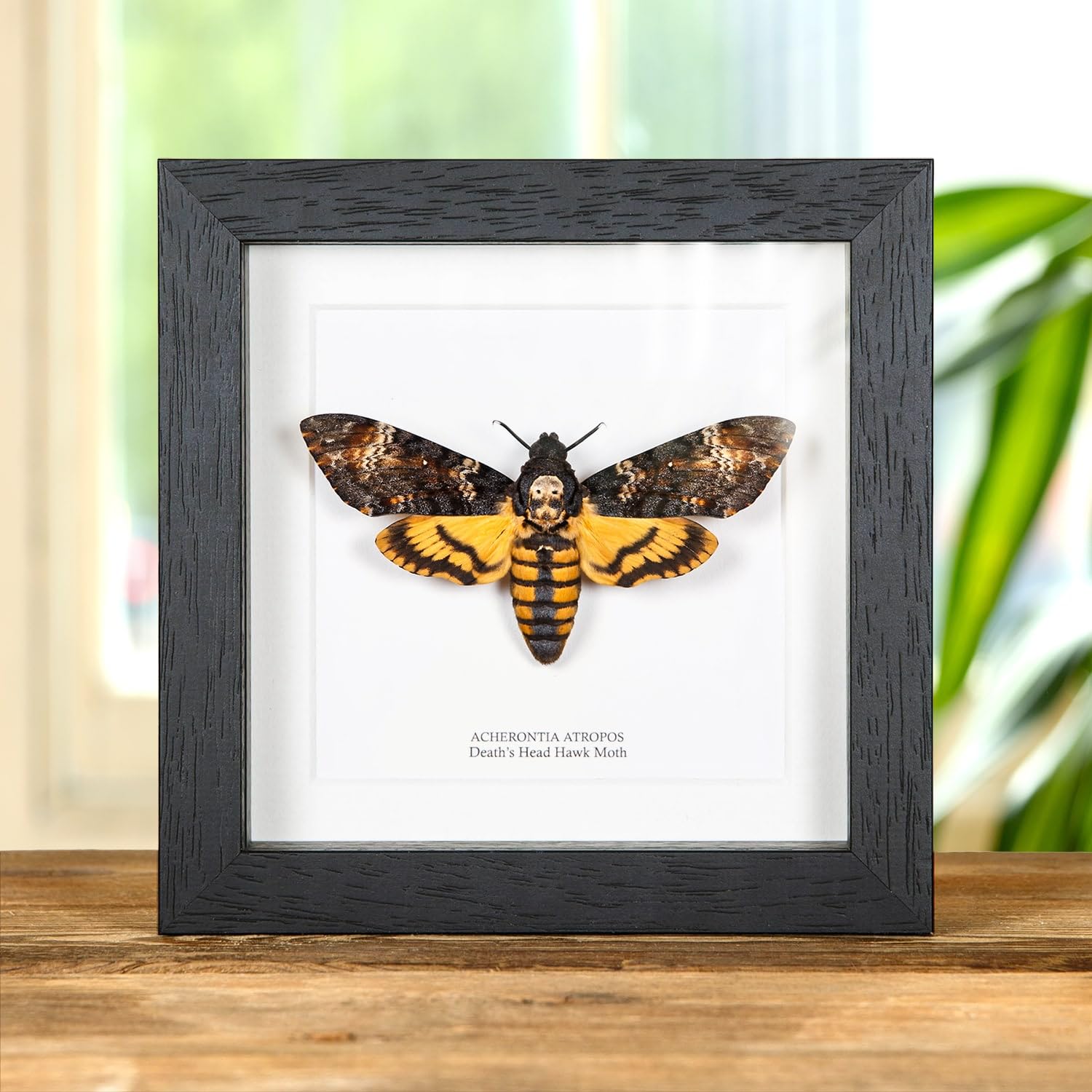 Deaths Head Moth in Box Frame