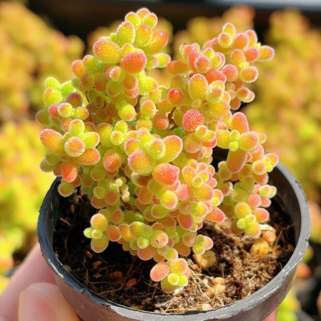 Amazon.co.jp: ドロサンテマム 蜜柑 蜜橘 根っこあり抜き苗 まん丸 5cm
