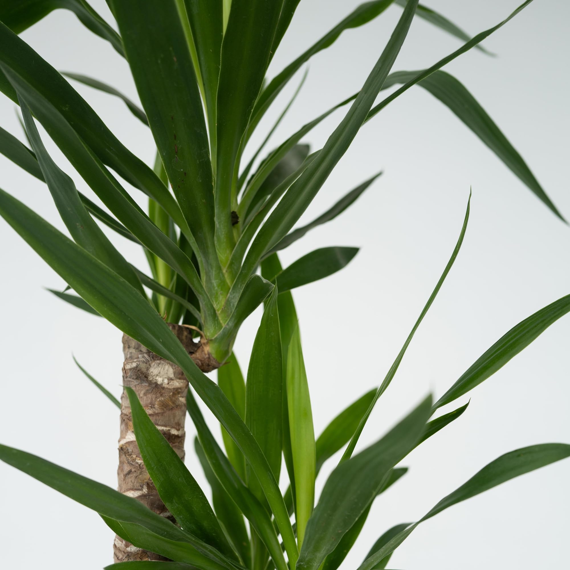 Plant in a Box - Tronchetto della felicità - Yucca elephantipes - Altezza 130-140cm - ⌀24cm