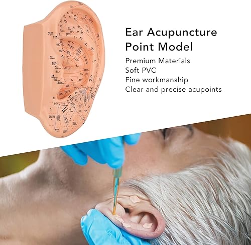 Miniatura 4 de Modelo de acupuntura de oído humano de 15.7 in, modelo de masaje profesional de zona auditiva de PVC, reflexología profesional de aprendizaje de