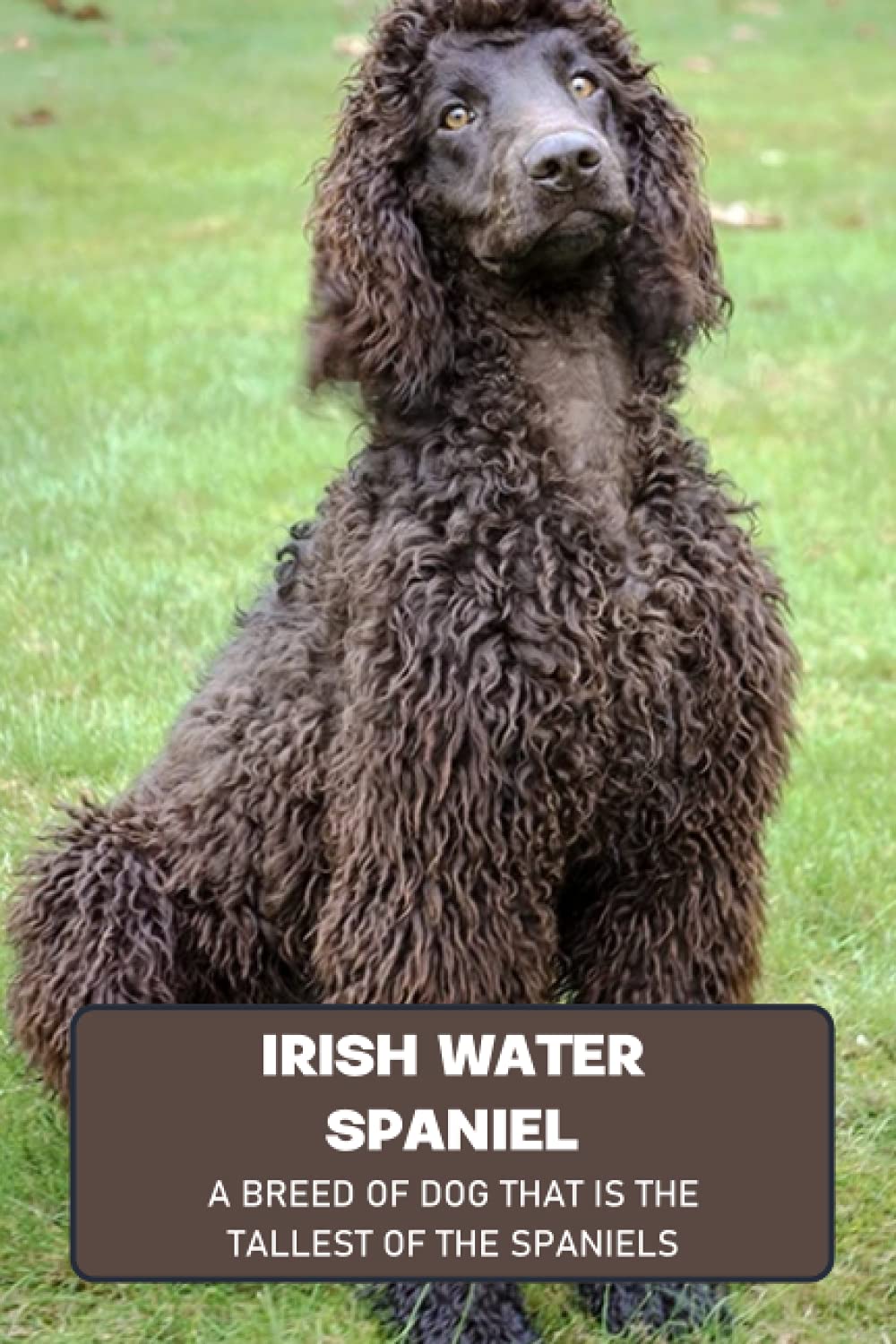 Irish Water Spaniel: A Breed of Dog That is The Tallest of The Spaniels: Interesting Facts About Irish Water Spaniel