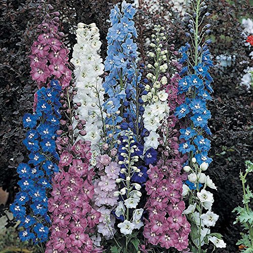 Delphinium, PACIFIC GIGANTE MIX perennes, 10 semillas