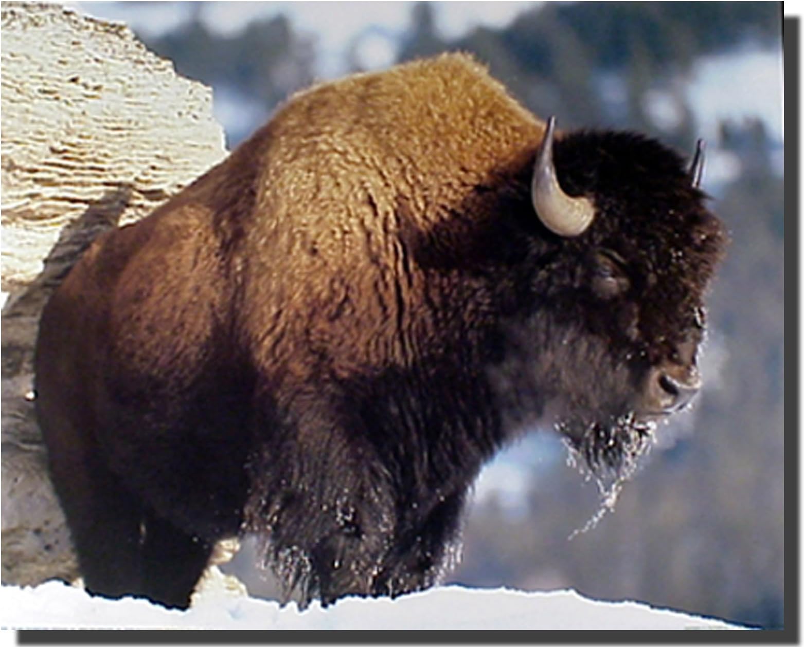 American Bison Yellowstone National Park Buffalo Wildlife Animal Wall Decor Art Print Poster (16x20)