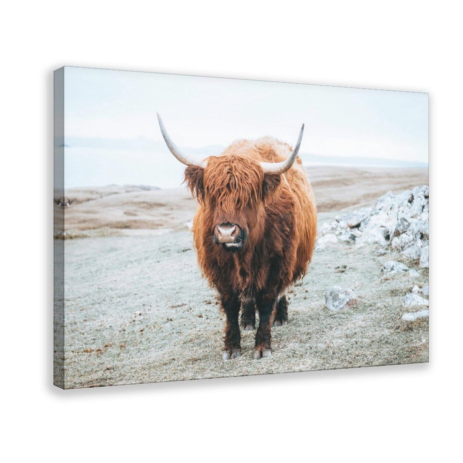 Stampa Su Tela Con Mucca Delle Highland In Bianco E Nero – Quadro Moderno Per Soggiorno, Camera O Bagno (30,5 X 40,6 Cm)