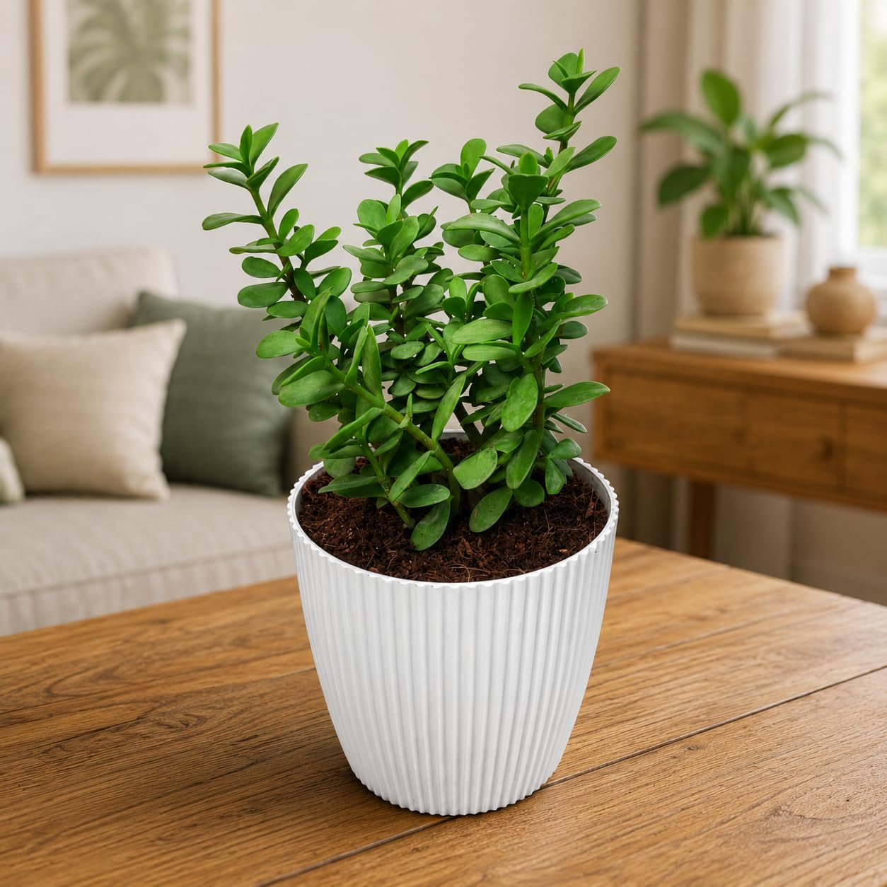 Bhajanlal Greenery Mini Crassula Jade Plant in 5 Inches Little Mega Pot | Low-Maintenance Succulent for Home Decor, Office Desk & Good Luck Feng Shui Plant-image-2