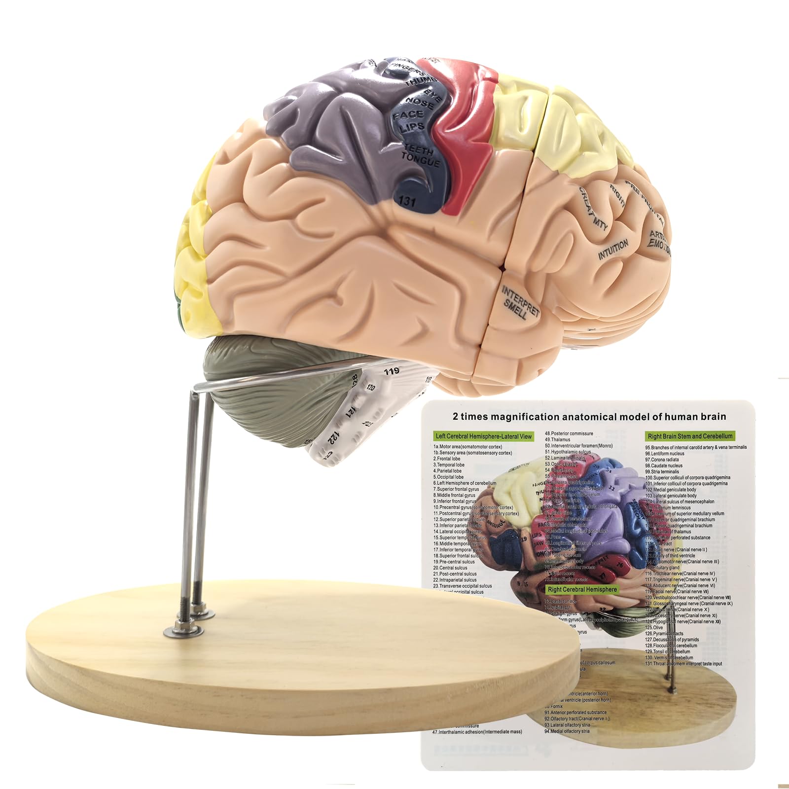 Modèle de cerveau élargi 4 parties AMITD apprentissage structure anatomique humaine