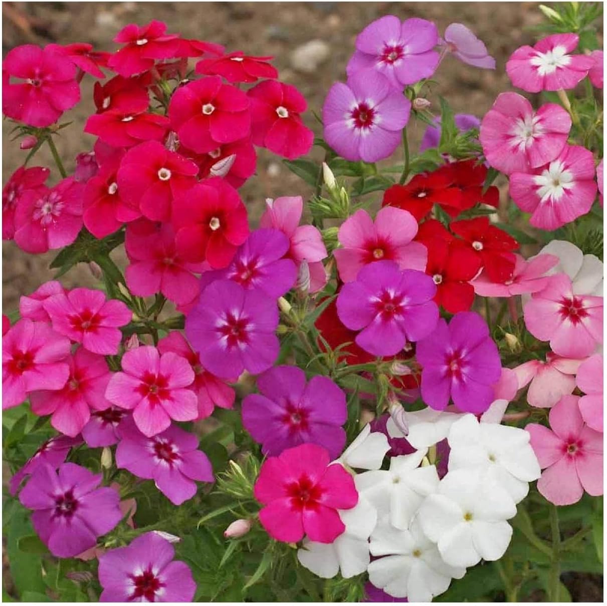 Everwilde Farms - 1 Lb Mixed Annual Phlox Native Wildflower Seeds - Gold Vault