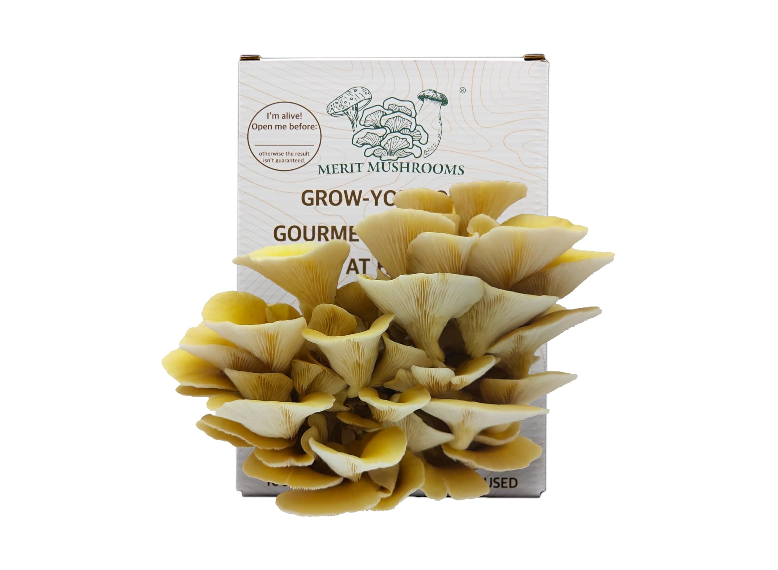 Merit Mushrooms - Large Yellow Oyster Mushroom Growing Kit | Ready-to-Grow | Cut and Spray | Mushrooms in as Little as 2 Weeks | Grow Your Own Mushrooms