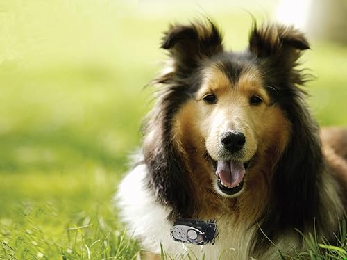 Miniatura 3 de High Tech Pet Humane Contain RX-10 Collar multifunción para sistema de cercas para perros X-10