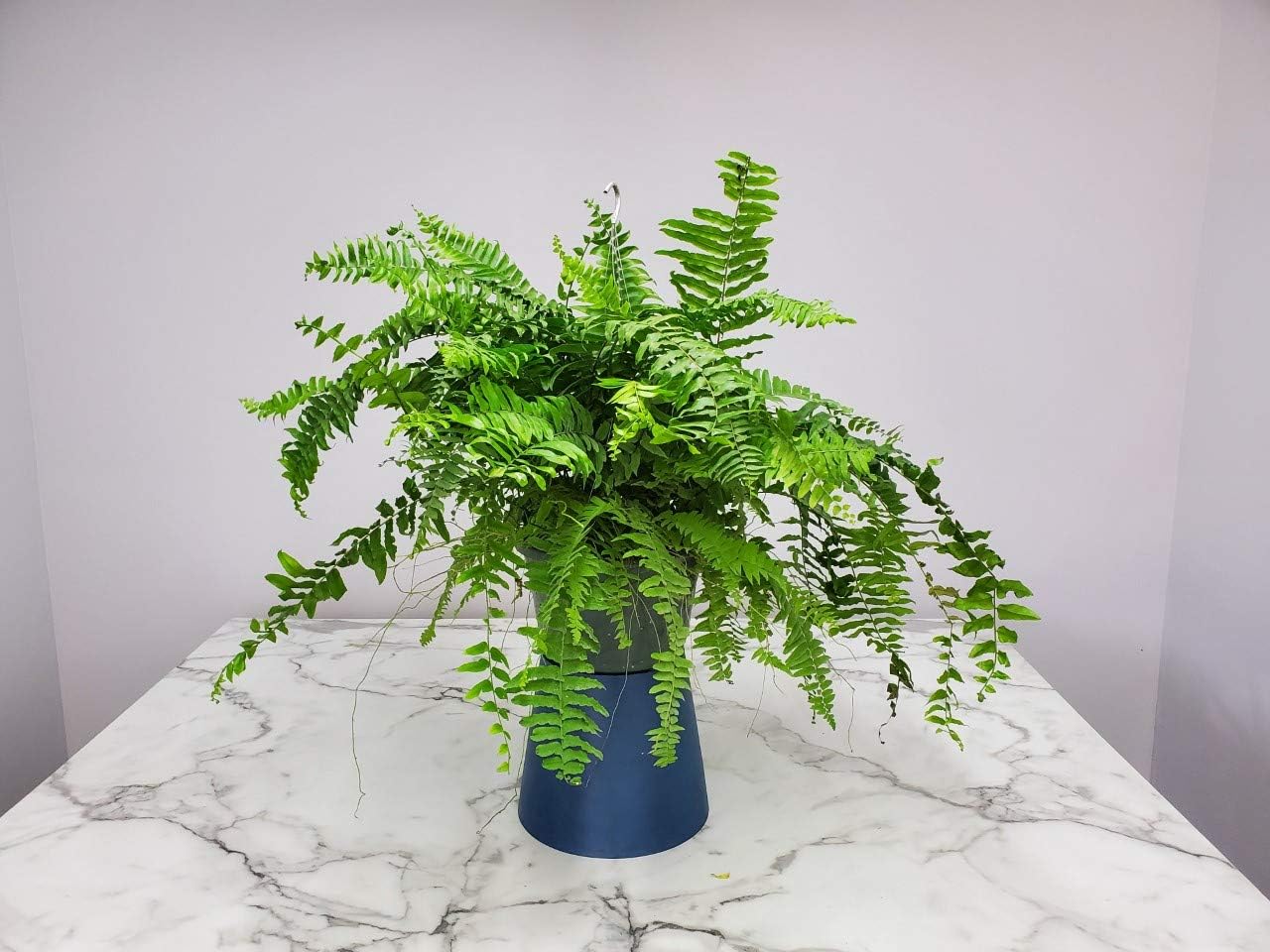 Tropical Plants of Florida Macho Fern Hanging Basket 12 Inch Live Fern Plant, 28 to 32 Inch Spread, Large Lush Outdoor Indoor Shade Plant for Porch Patio