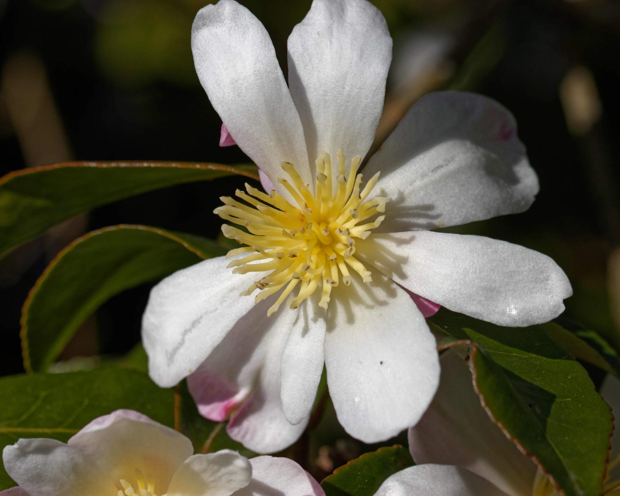 Hayloft Camellia Sasanqua Rainbow |Sasanqua Camellia| Japanese Evergreen Hardy Perennial | Pink & White |3 x 8cm Pot