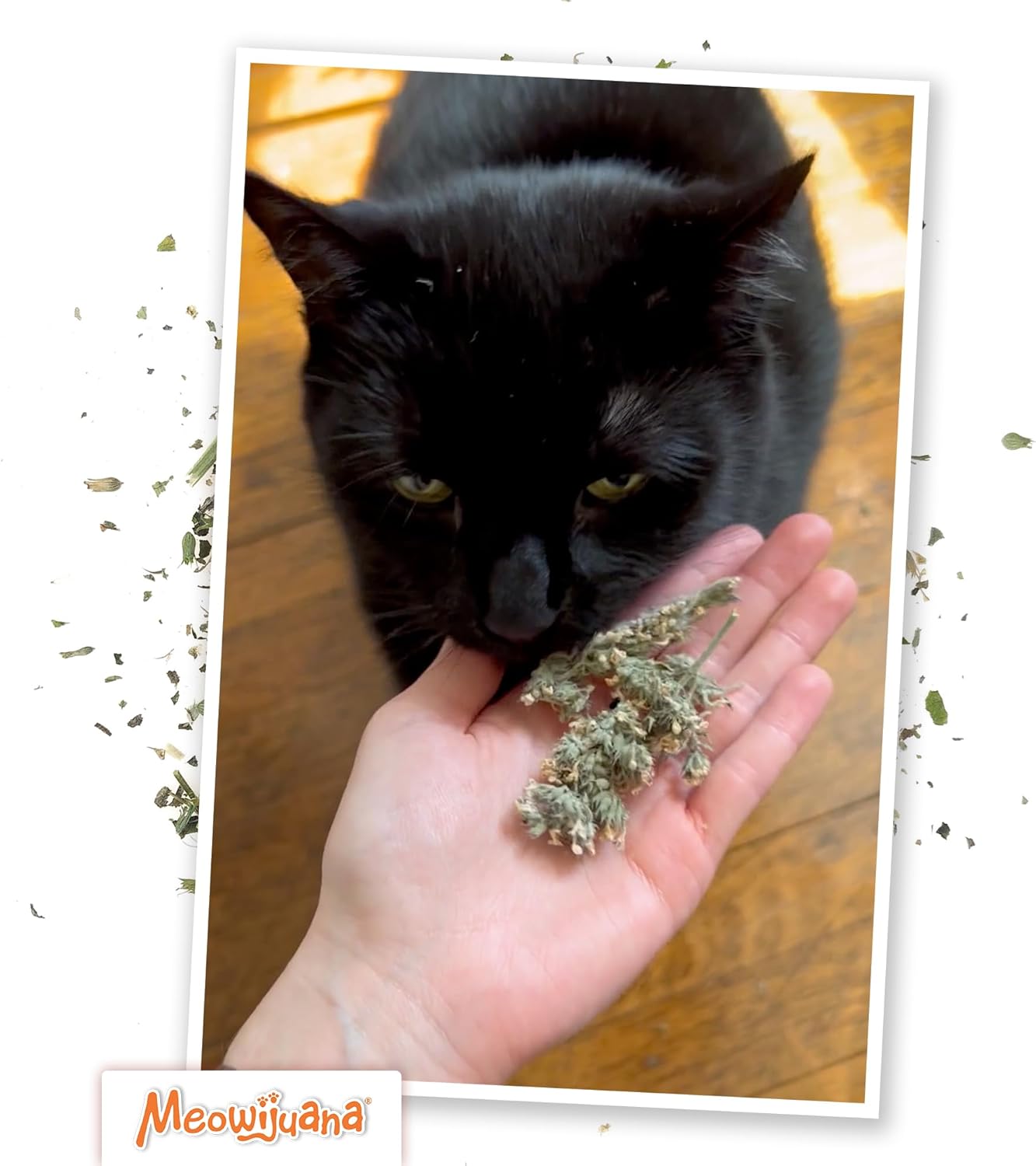 Meowijuana | Cigar Box | Grand Daddy Purr Catnip Buds | Premium Organic Catnip | Grown in North America | Perfect for Cat Toys