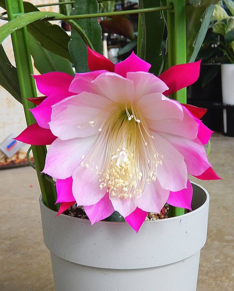 多肉植物 クジャクサボテン　花火 (挿し穂) 多肉植物 クジャクサボテン 班彩（挿し木) 多肉植物 クジャク