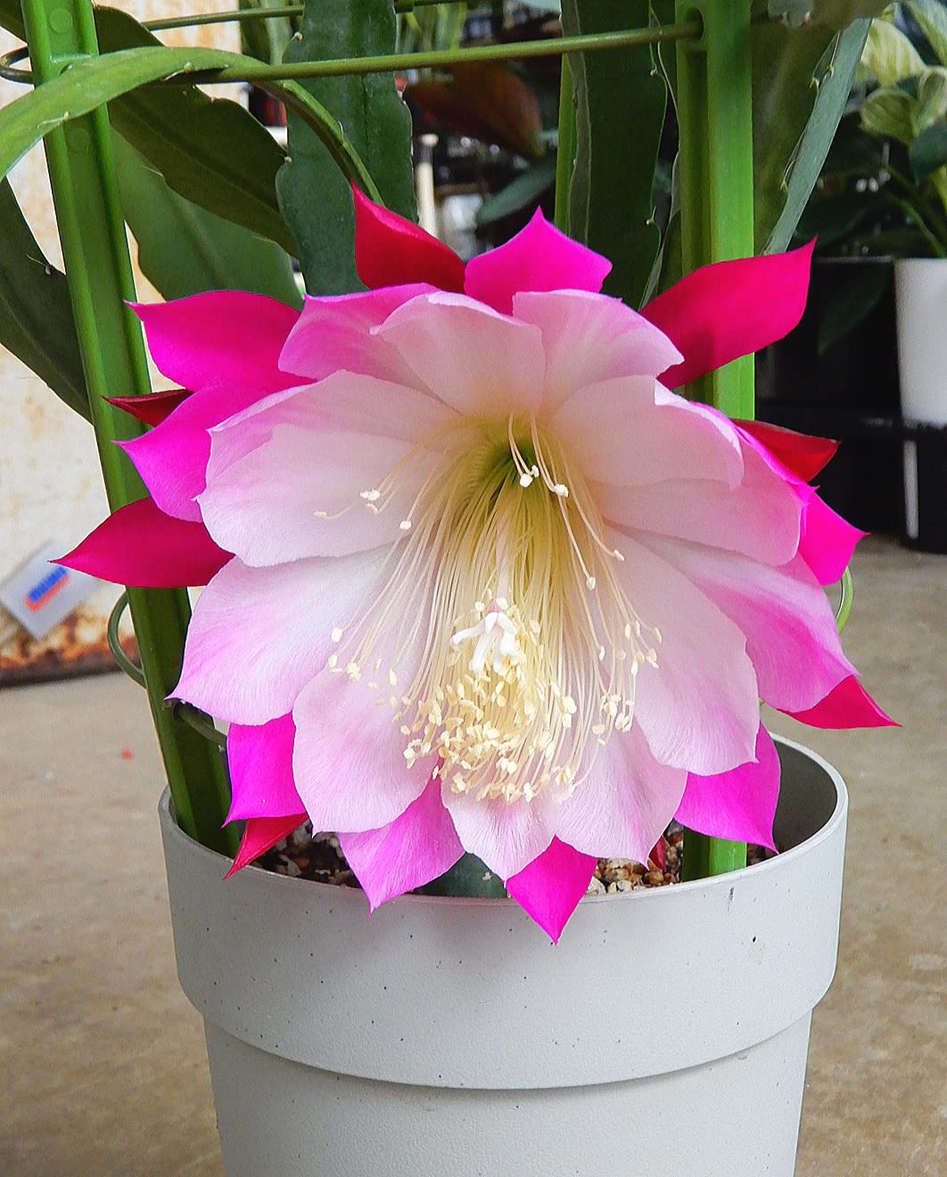 Amazon.co.jp: クジャクサボテン 京花火/きょうはなび（5号）孔雀