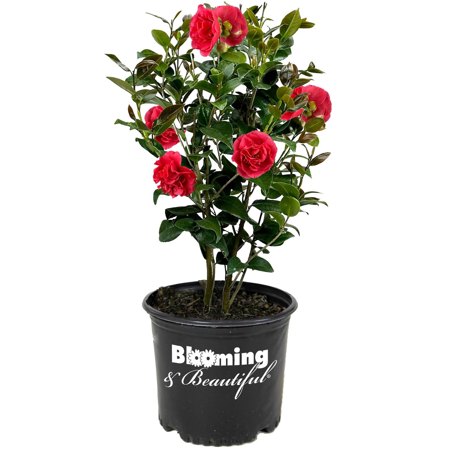 Amazon.com : Blooming & Beautiful - Kramer's Supreme Camellia - 3