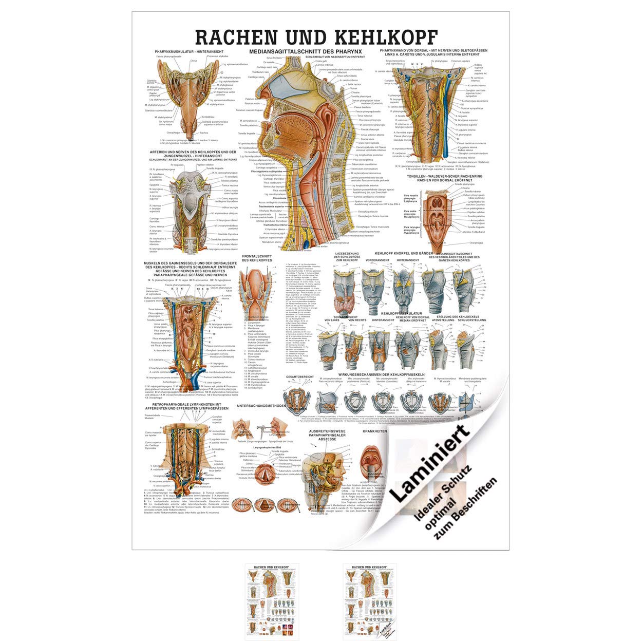 Sport-Tec Rachen und Kehlkopf Lehrtafel Anatomie 100x70 cm medizinische Lehrmittel