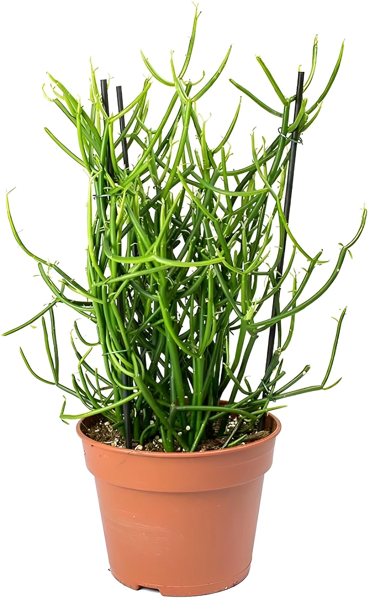 GrowHeaven Cacti & Succulents Live plant Pencil Cactus Plant With Plastic Pot (Pencil Cactus Plant) (B0CWCW2JZV) Amazon Price History, Amazon Price Tracker