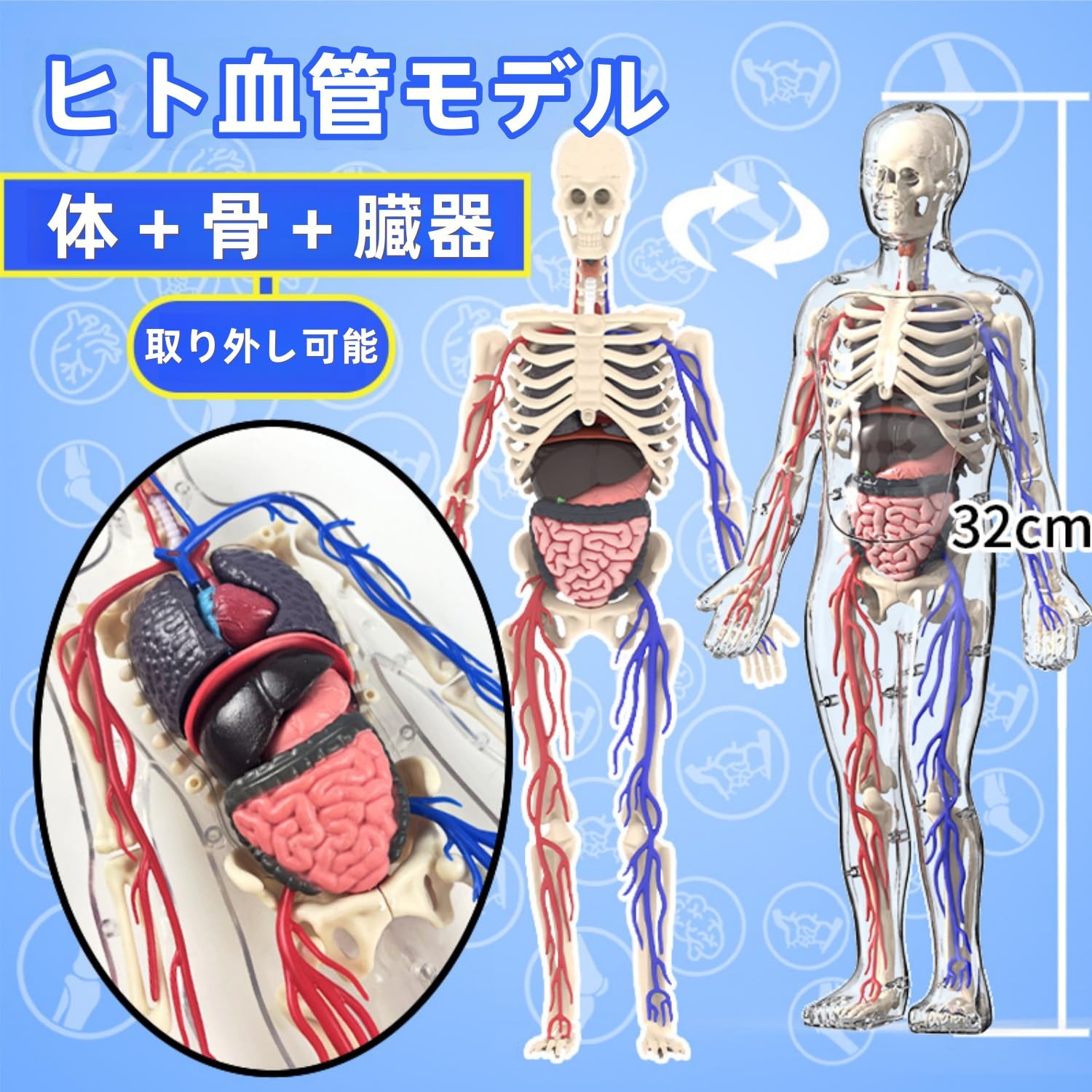 Amazon.co.jp: UKYCEORA 透明な人体解剖モデル、32cmの取り外し可能な