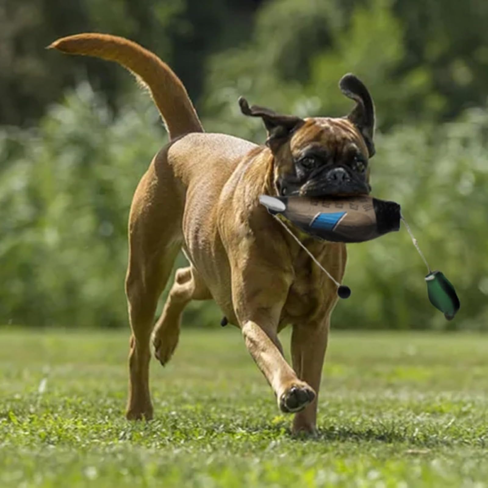 Dummy Anatra Cane Training Retrieve Ciuccio resistente all'usura e al morso, impermeabile e galleggiante, robusto e durevole, adatto per la formazione di cuccioli o cani da caccia adulti