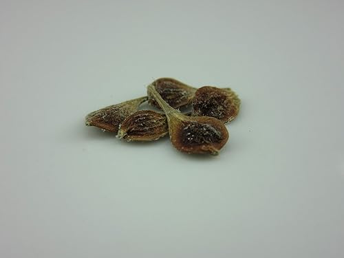 1074-Cassabanana Vine (Sicana Odorifera) Semillas de Robsrareandgiantseeds UPC0764425786535 Sin OGM, orgánico, USA Grower,1074 Paquete de 5 semillas