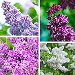 200+ Mixed Lilac Seeds for Planting 4 Colors Extremely Fragrant Flowers Perennial Bush Bonsai Plants