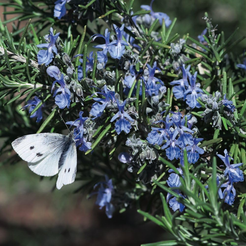 Rosemary 'Tuscan Blue' - Upright Variety | Deep Blue Flowers | Culinary Herb | 2m Height - 1x 3.6 Litre Potted Plant By Thompson & Morgan