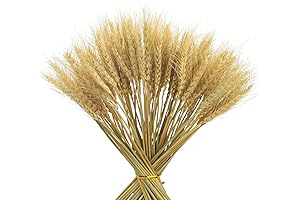 100 Stems of Enchanting Wheat for Timeless Home Décor