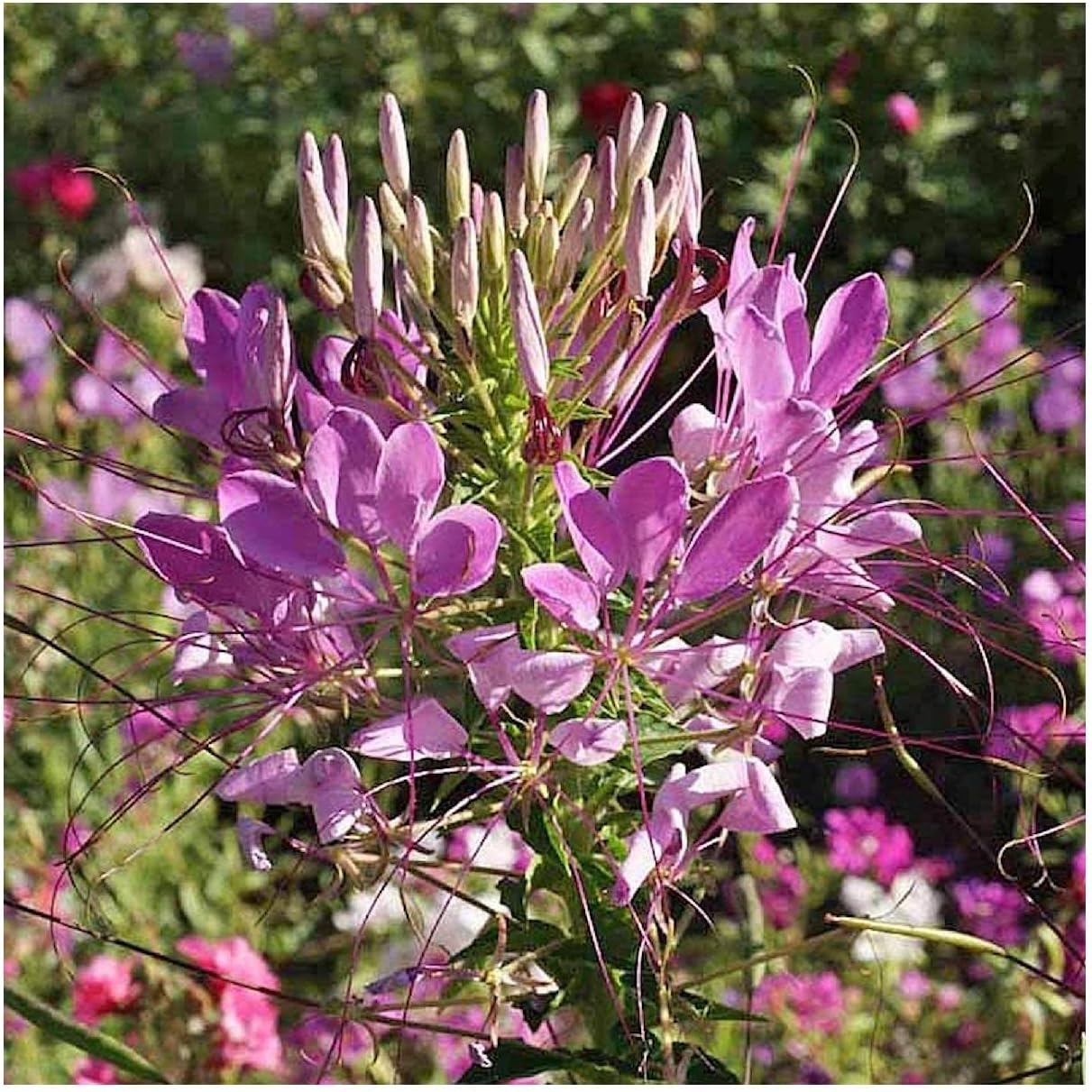 Everwilde Farms - 1 Lb Spider Plant Wildflower Seeds - Gold Vault