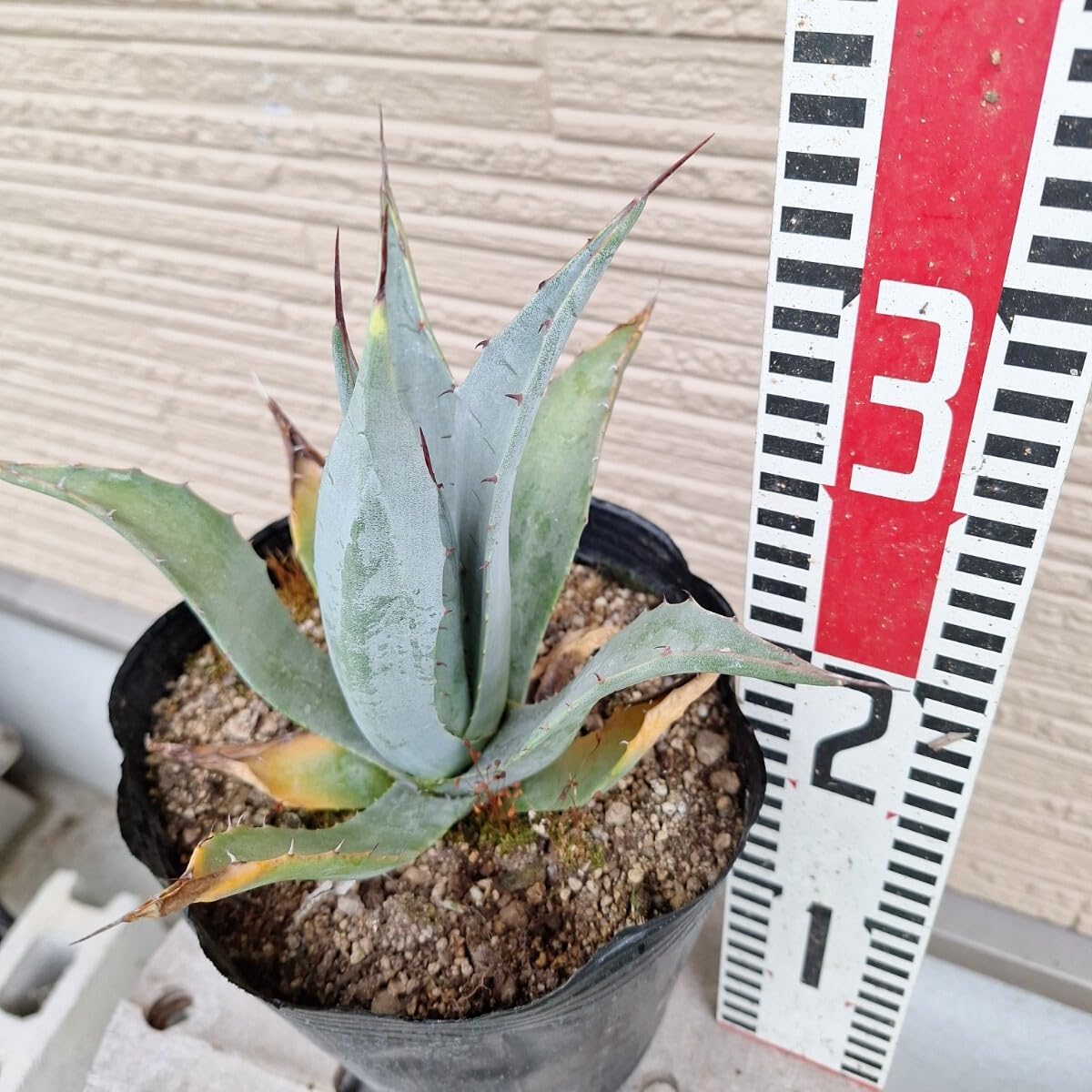 Amazon.co.jp: アガベ パリー コウエシー 抜き苗 多肉植物 18cmポット