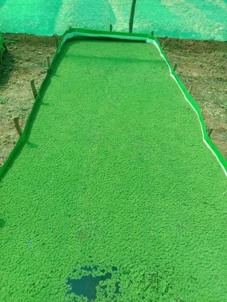 Aquatic plants live duckweed (600 seeds)