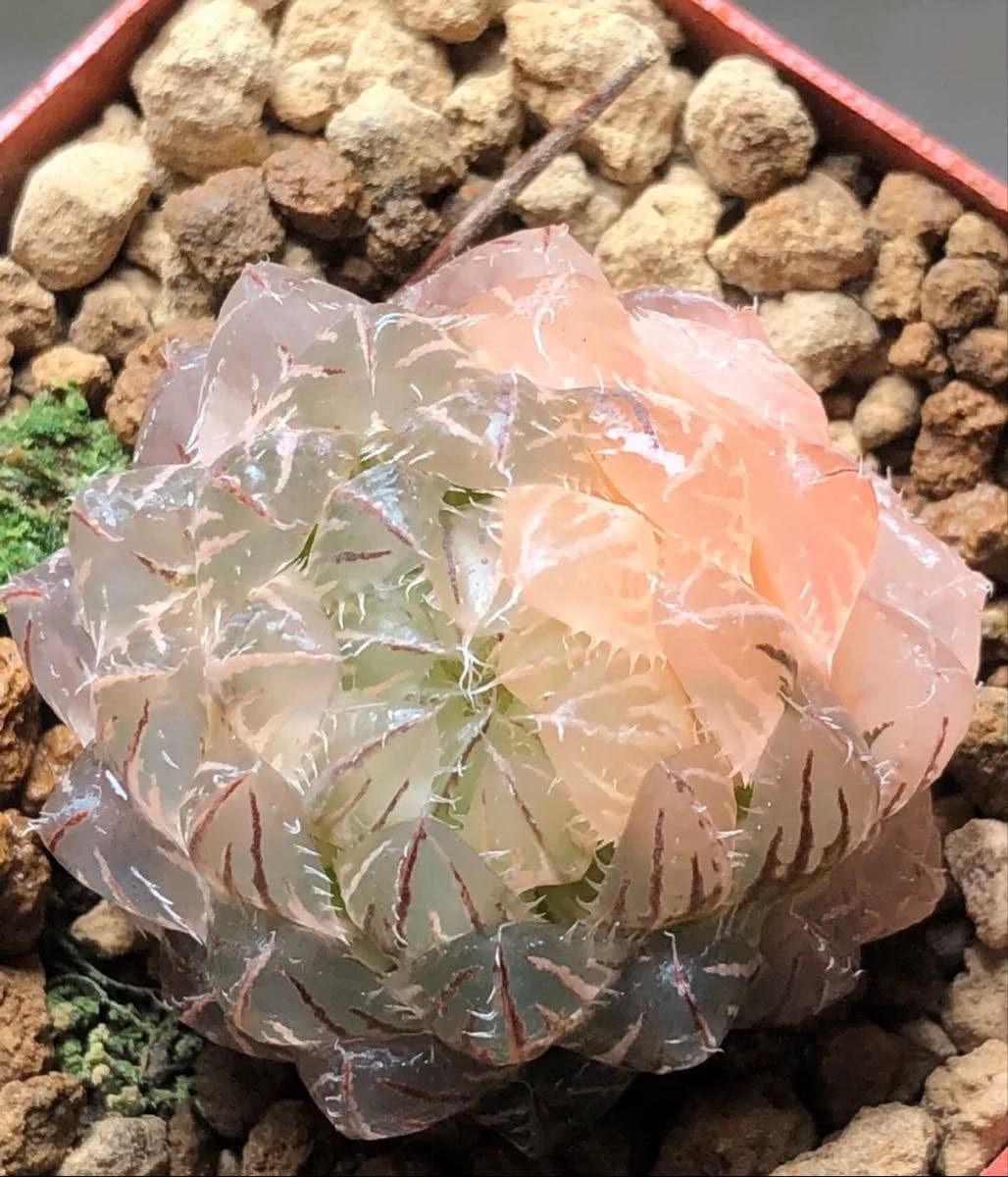 O*Z様 多肉植物　ハオルチア　翠雲錦　超美品　親株　極上斑 Amazon｜多肉植物 ハオルチア 翠雲錦 糊斑｜観葉植物 オンライン通販