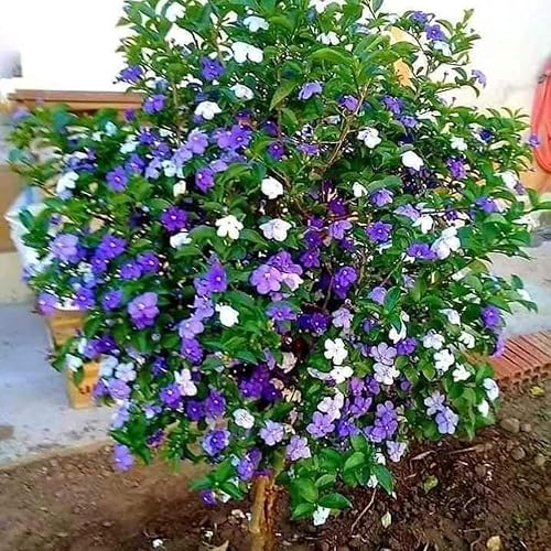 Miniatura 3 de 2 Ayer hoy y mañana Plantas vivas, 3 a 5 plántulas altas, bien enraizadas, planta de arbustos de flores, planta viva de ayer, hoy y mañana, 2 plantas